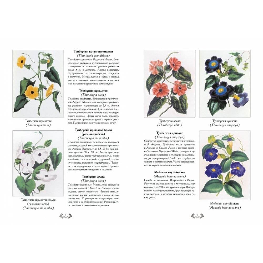 Самые красивые цветы. Дж. Пакстон фото книги 3