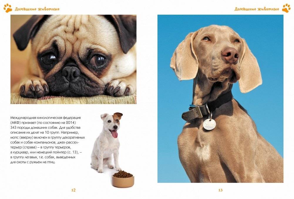 Моя любимая книга о животных фото книги 6