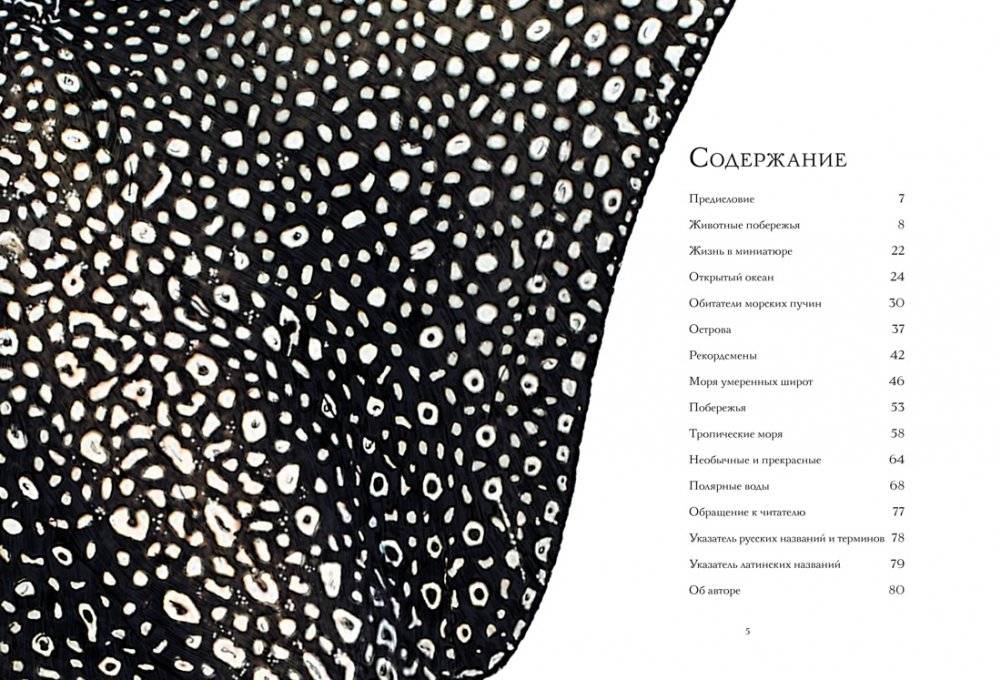 Океан и его обитатели фото книги 2