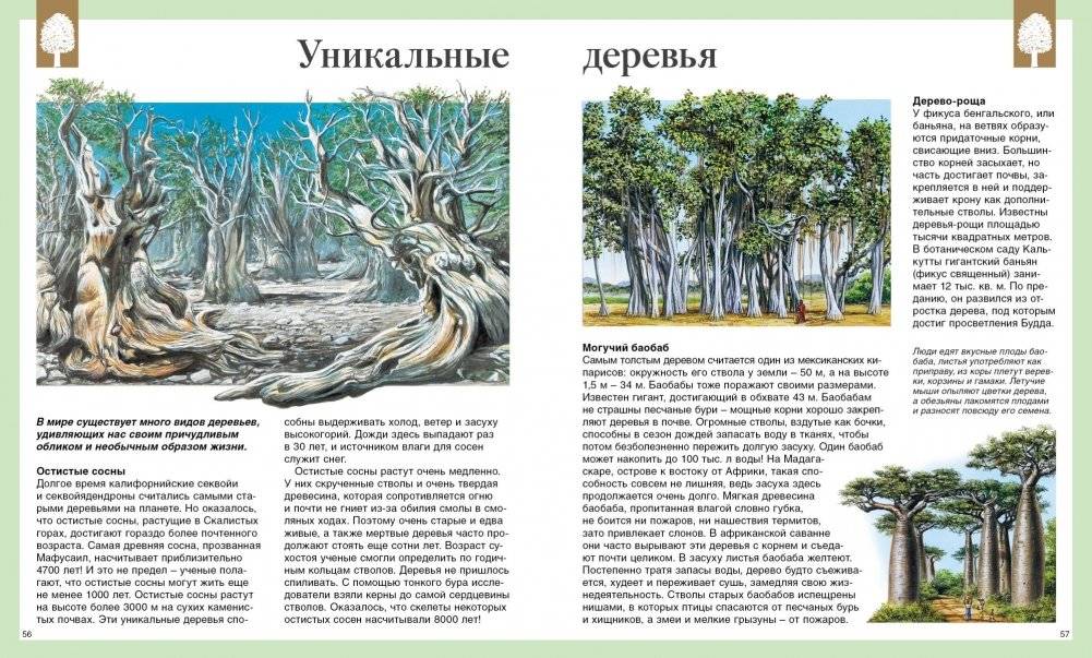 Детская энциклопедия. 250 чудес света фото книги 4