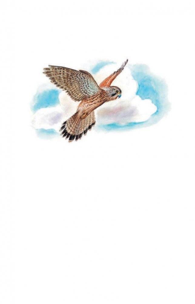 Мышонок Пик. Сказки фото книги 3