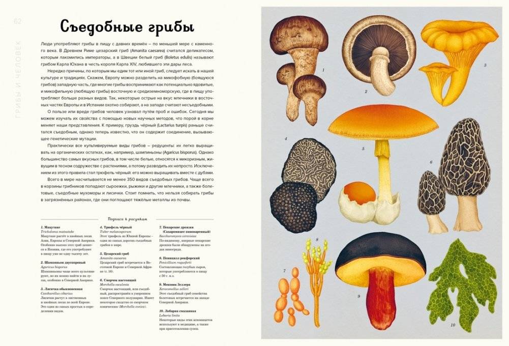 Грибы фото книги 7