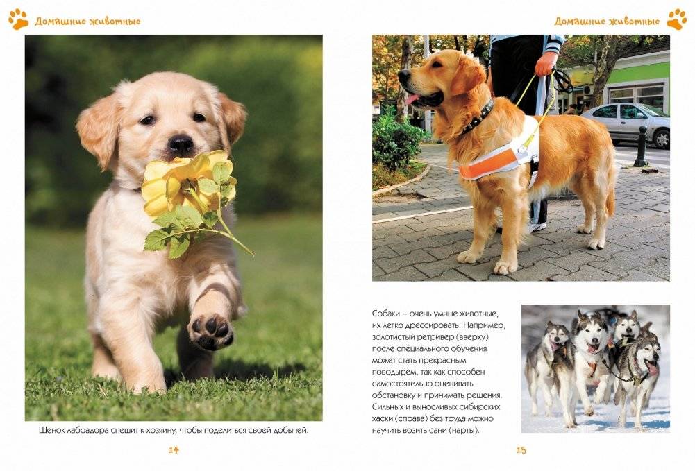 Моя любимая книга о животных фото книги 7