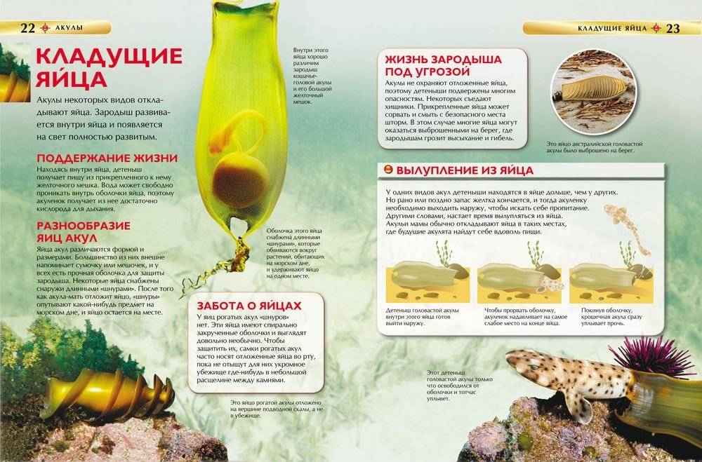 Акулы. Детская энциклопедия фото книги 3