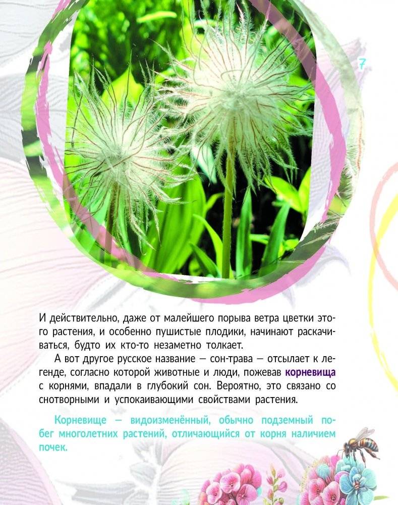 Прострел раскрытый. Растение года Беларуси фото книги 5