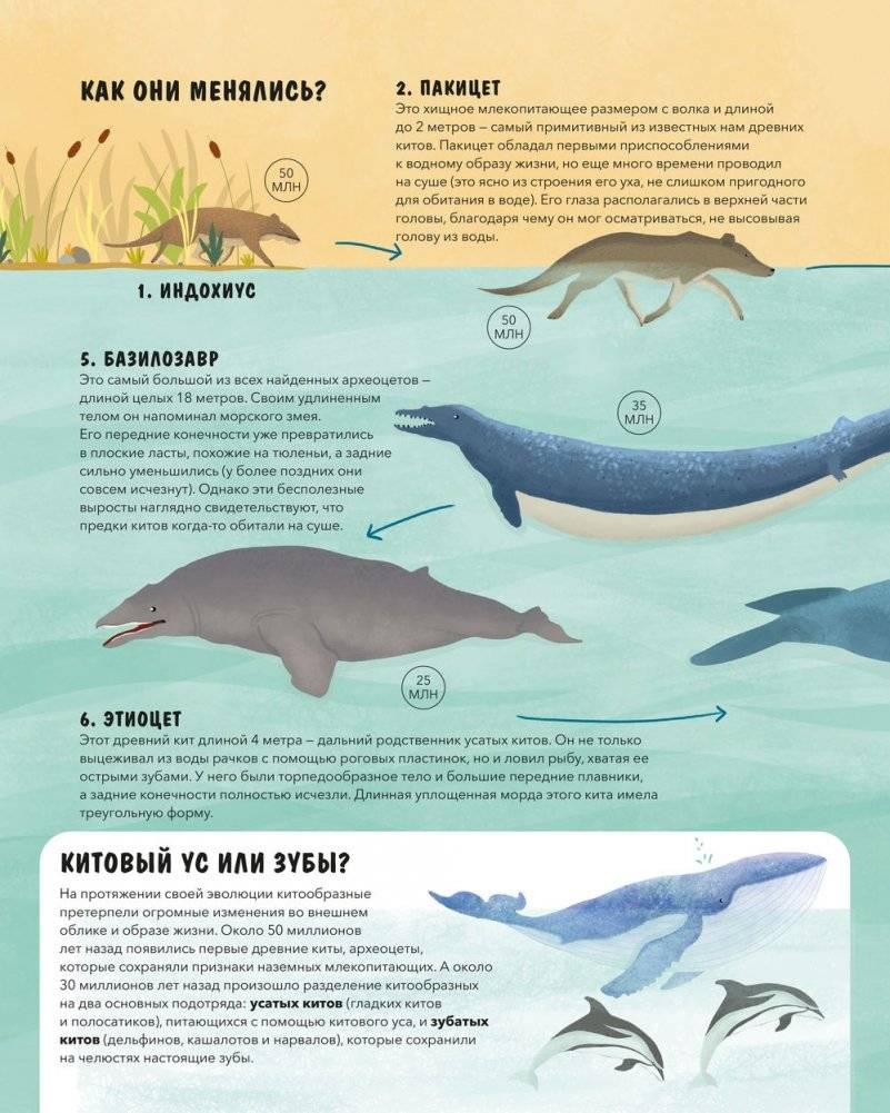 Эволюция. Как изменилась жизнь за миллиарды лет фото книги 6