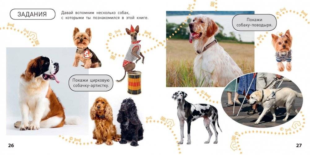 Какие бывают собаки? фото книги 6