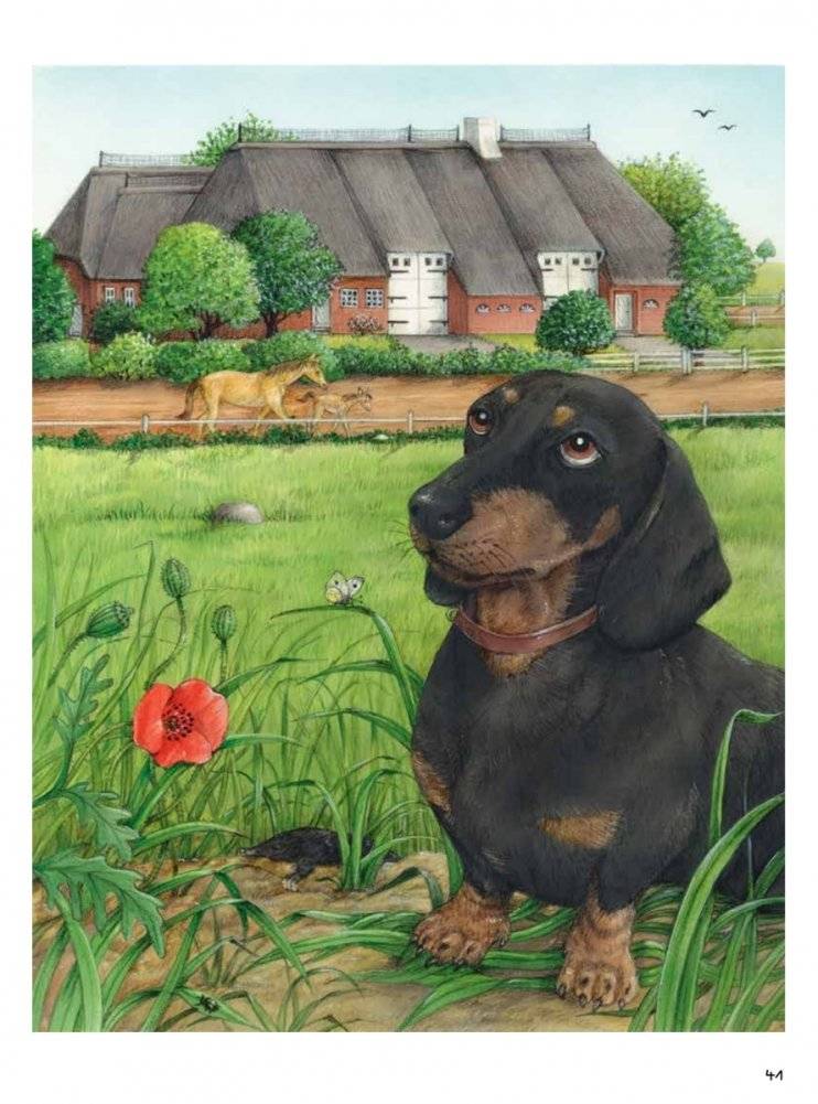 Моя самая красивая книга о кошках и собаках фото книги 12