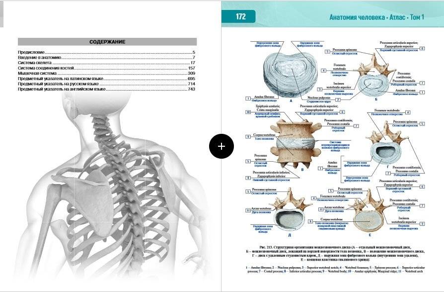 Анатомия человека. Том 1. Опорно-двигательный аппарат. Атлас фото книги 2