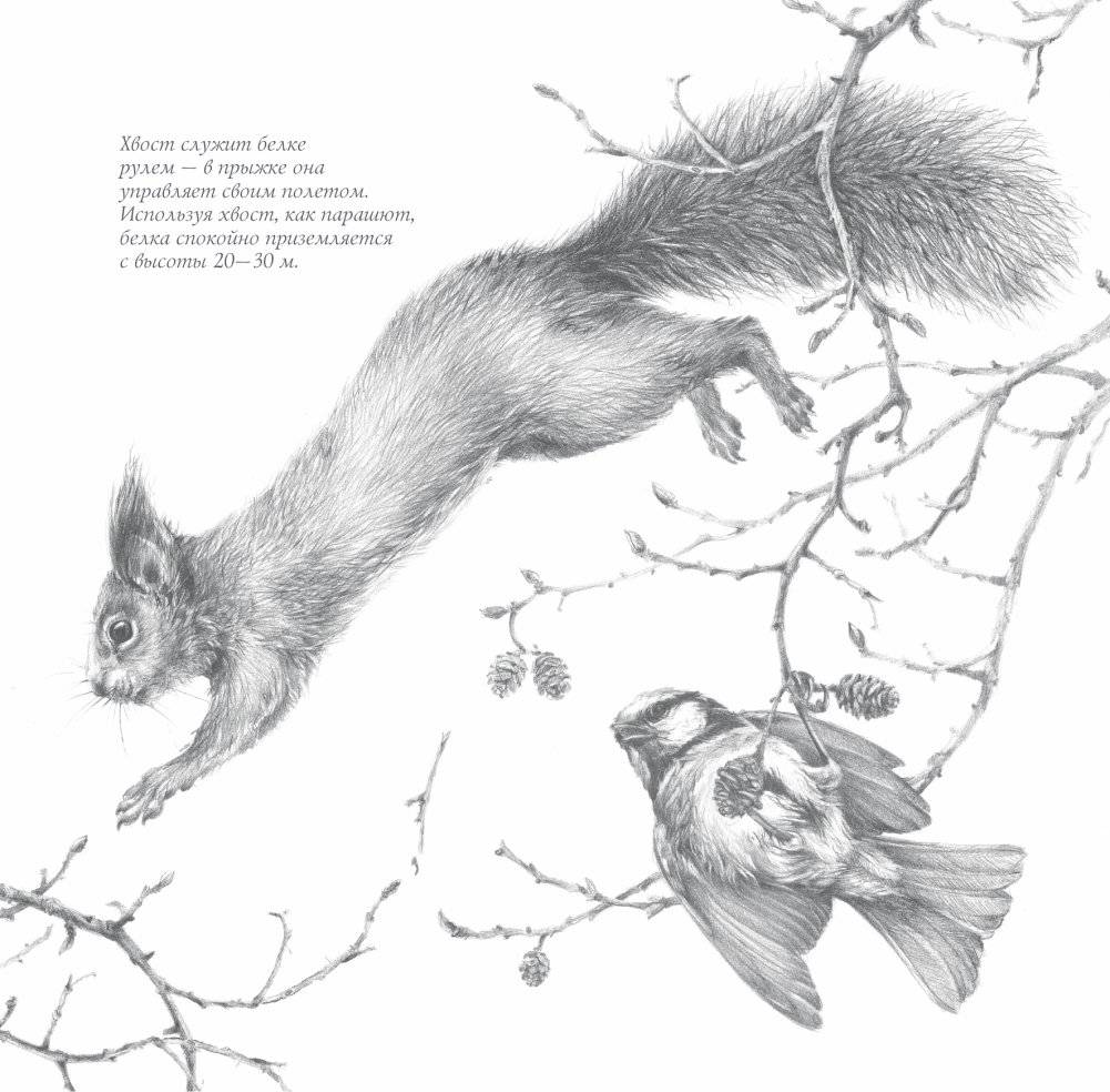 Арт-календарь. Природа в серебре 2025 год фото книги 3