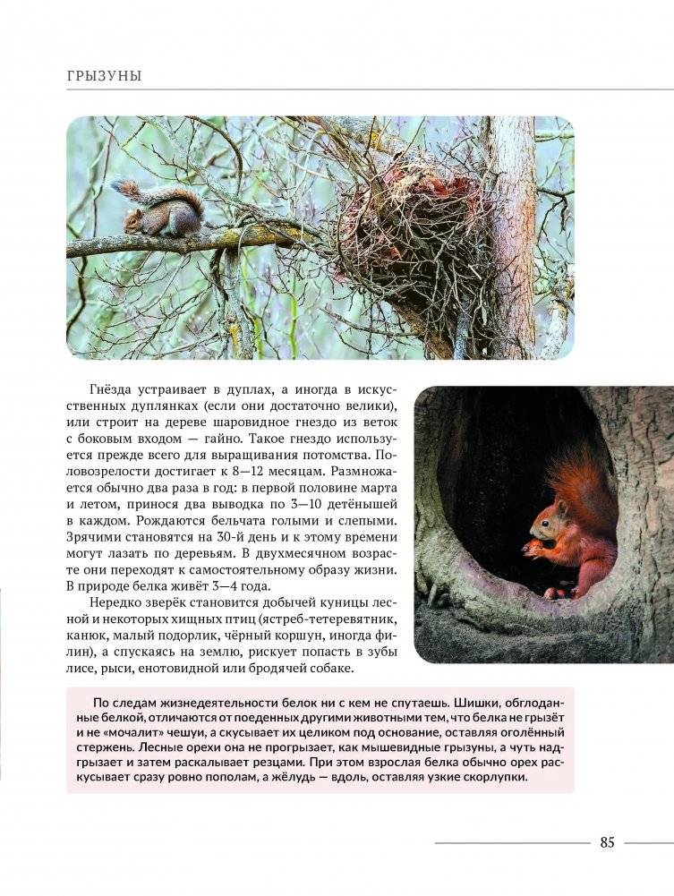 Млекопитающие Беларуси фото книги 3