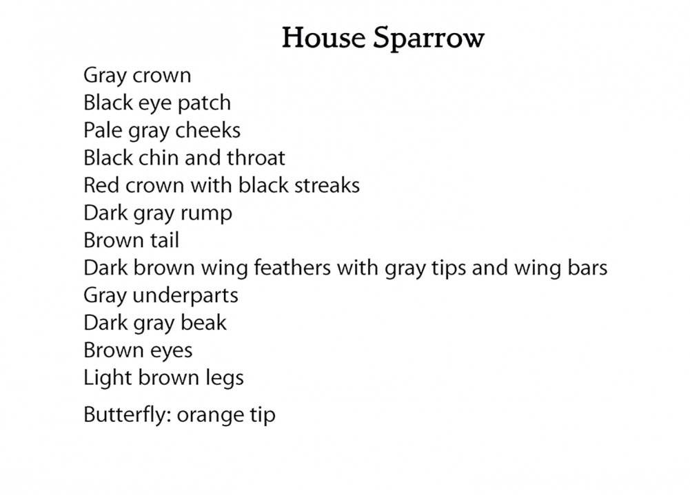 Creative Haven Glorious Songbirds Coloring Book фото книги 5