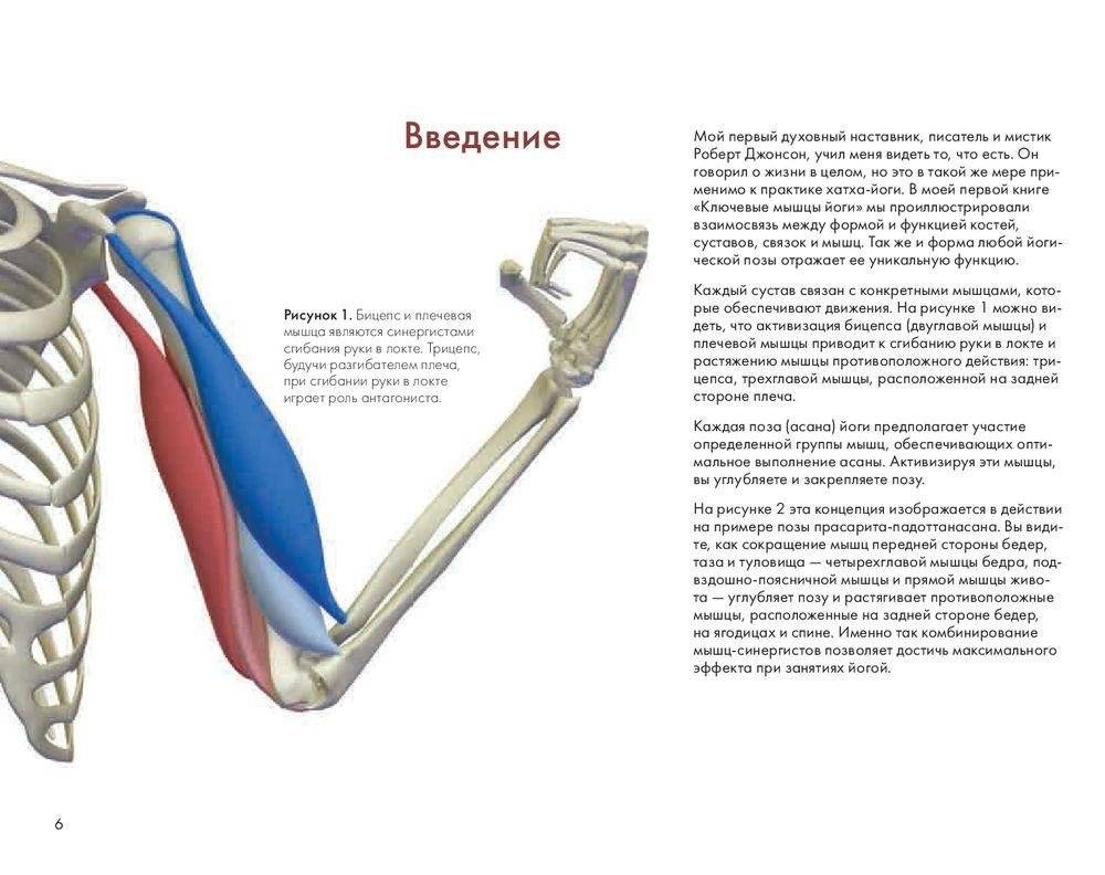 Ключевые позы йоги. Руководство по функциональной анатомии йоги фото книги 5