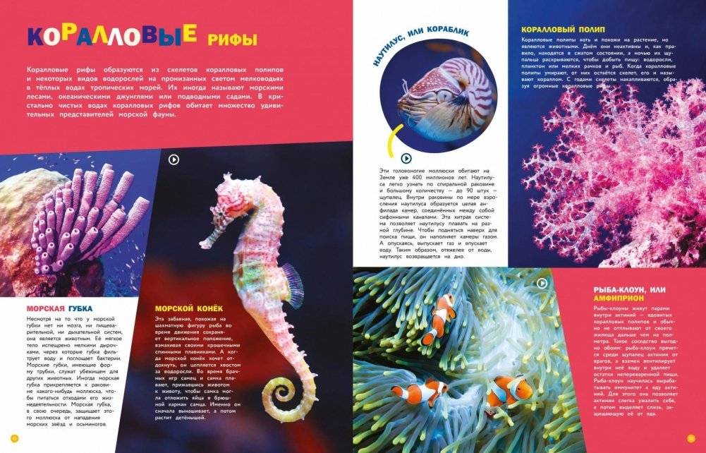 Животные. Энциклопедия фото книги 3