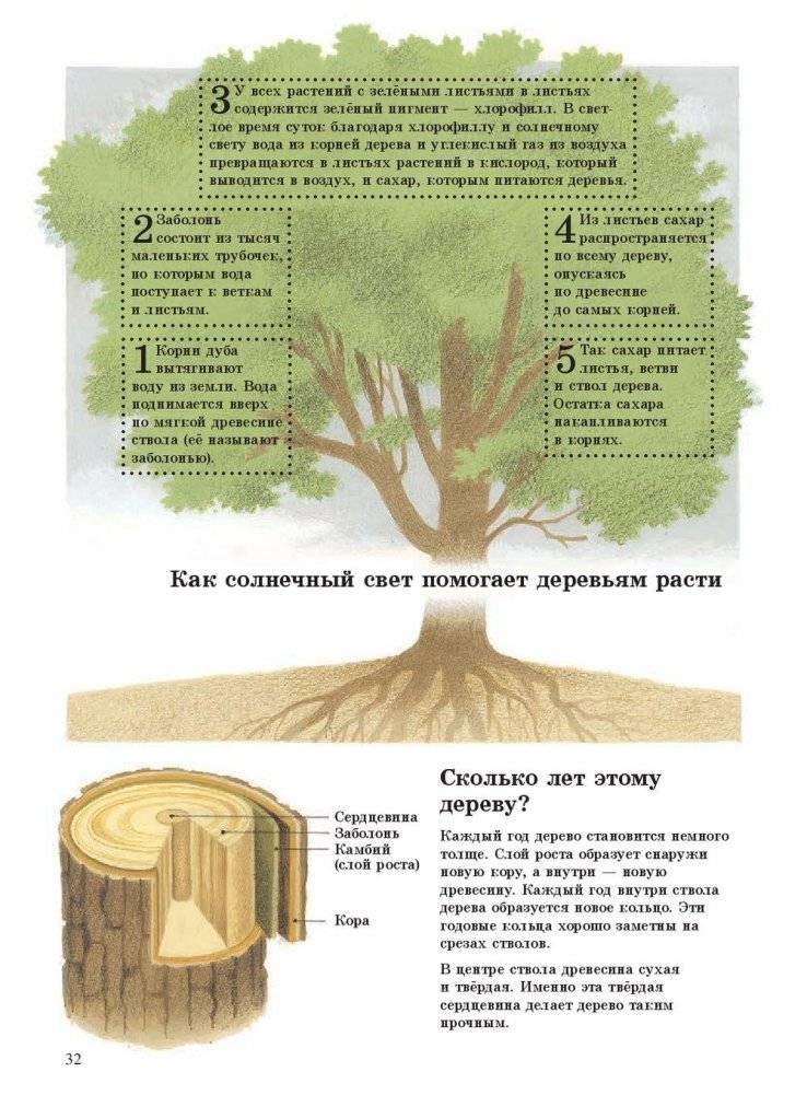 Наше дерево фото книги 8