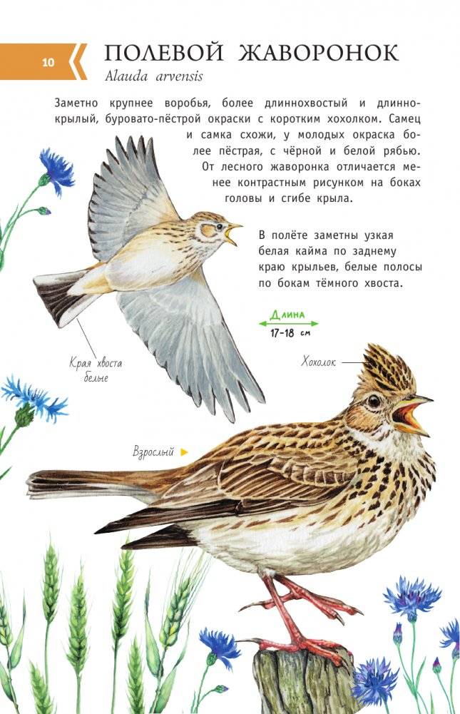 Певчие птицы. Средняя полоса европейской части России. Определитель с голосами птиц фото книги 11