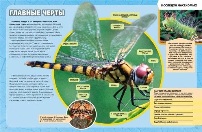 Большая энциклопедия насекомых фото книги 2