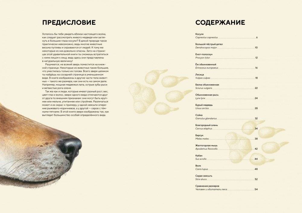 Лесные животные в натуральную величину фото книги 2