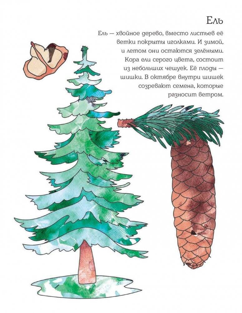 Мой первый гербарий. Цветы и листья фото книги 7