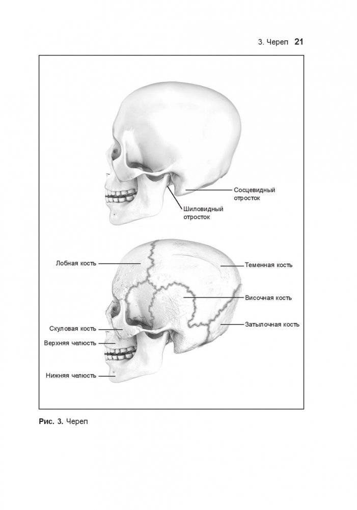 Анатомия тела в движении фото книги 4