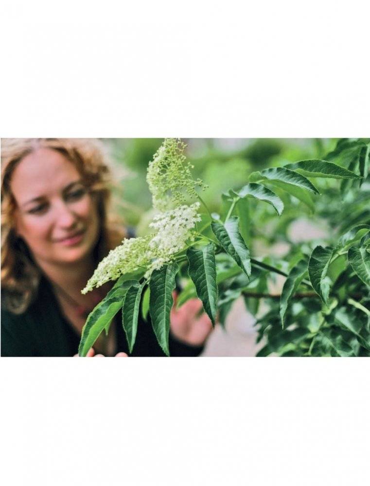 Алхимия трав. Специи и травы на вашей кухне: от приправ до лекарства фото книги 7