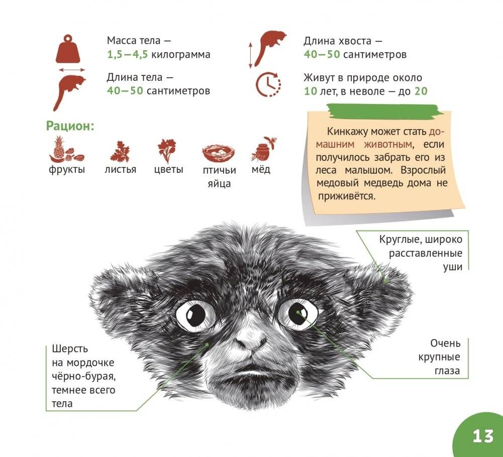 Сельва Амазонии фото книги 8