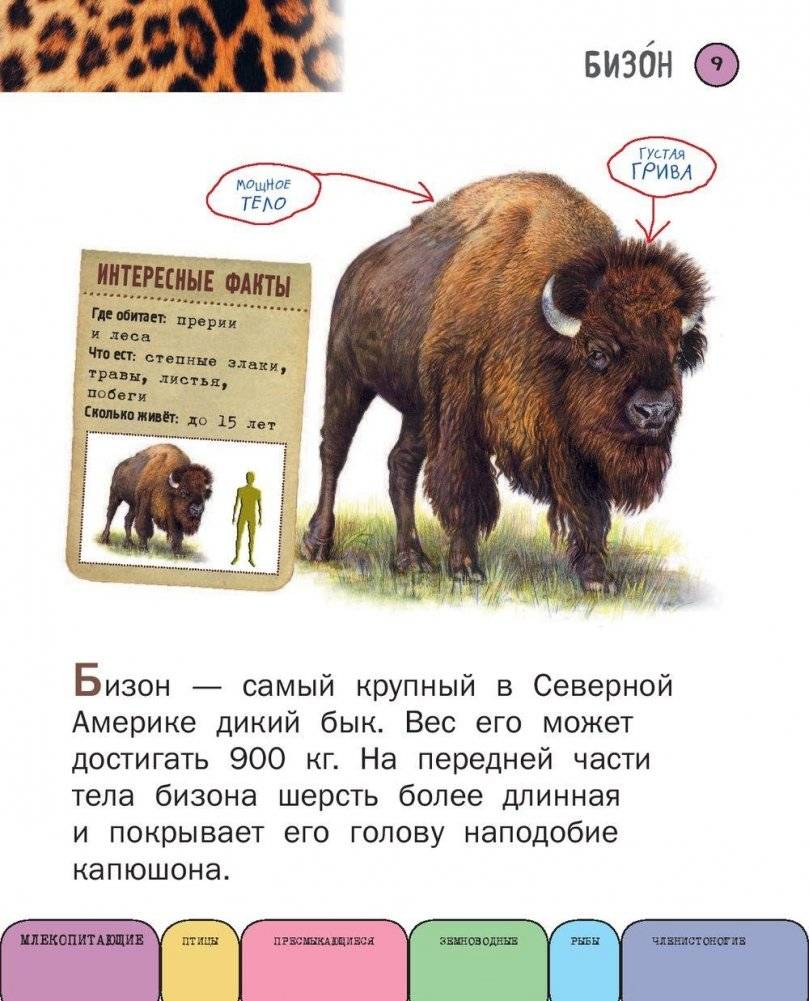 Все животные с крупными буквами фото книги 8