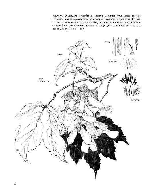 Учитесь рисовать природу фото книги 7
