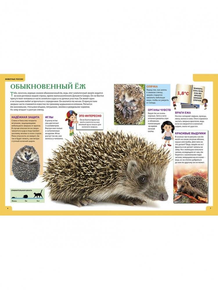 Животные России. Иллюстрированная детская энциклопедия фото книги 2