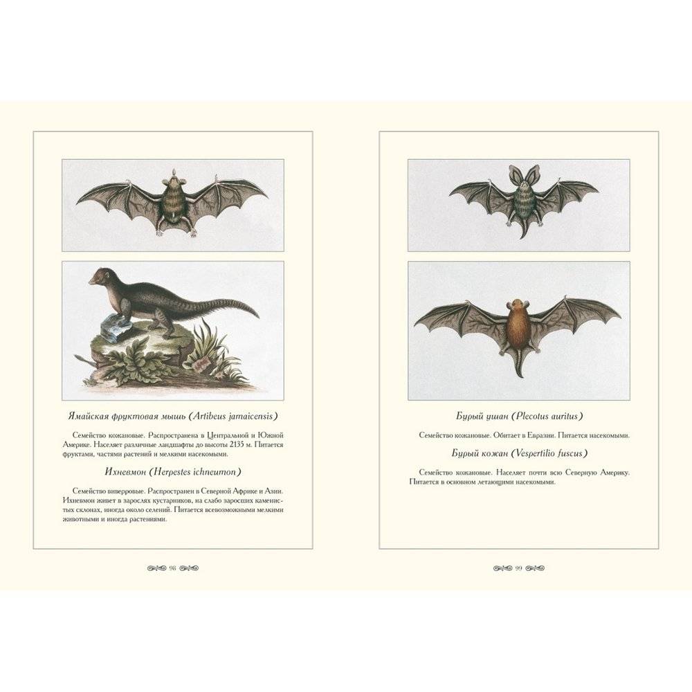 Зоологический альбом фото книги 9