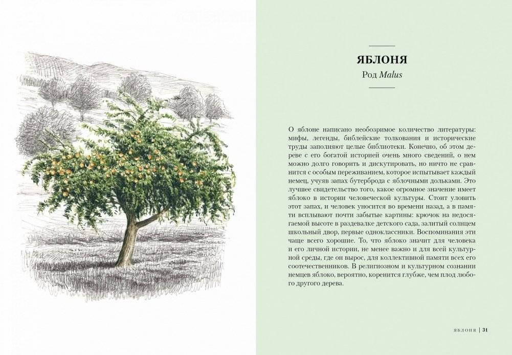 Деревья. Как жизни человека и дерева переплетены друг с другом фото книги 2