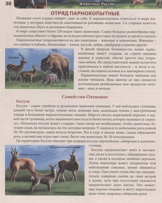 Энциклопедия. Животные России фото книги 6