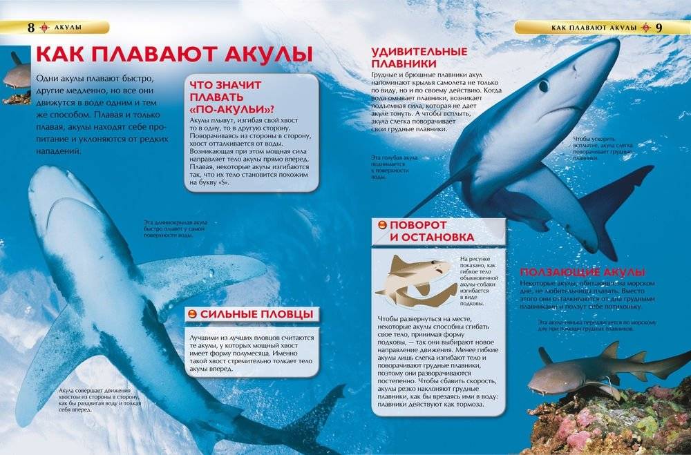 Акулы. Детская энциклопедия фото книги 4