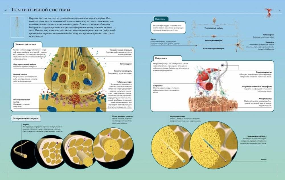 Иллюстрированный атлас. Анатомия человека фото книги 9