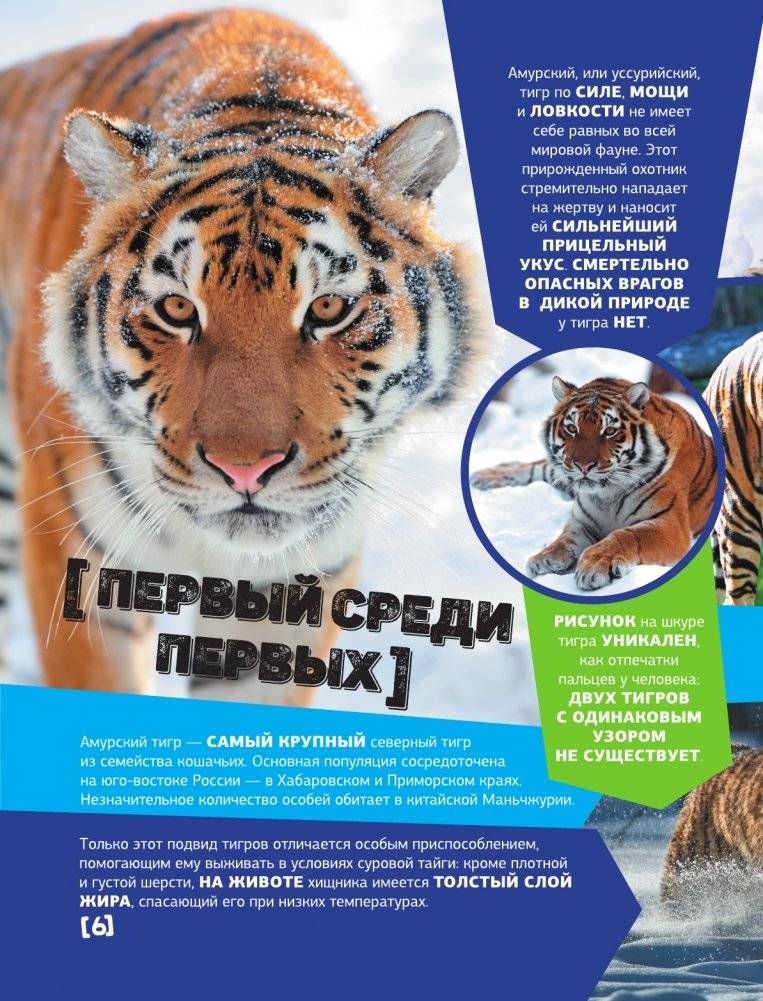 Большая энциклопедия о животных. 500 фотографий и фактов фото книги 5