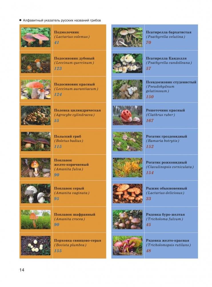 Большая энциклопедия. Грибы. Съедобные и несъедобные. Собираем и готовим. фото книги 15