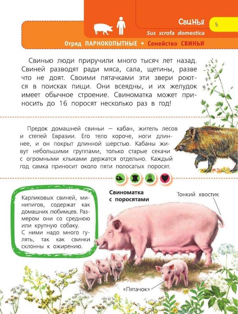 Домашние животные фото книги 6