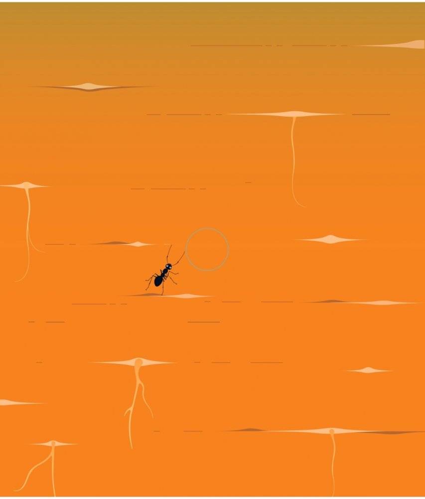 Что за овощ? фото книги 9