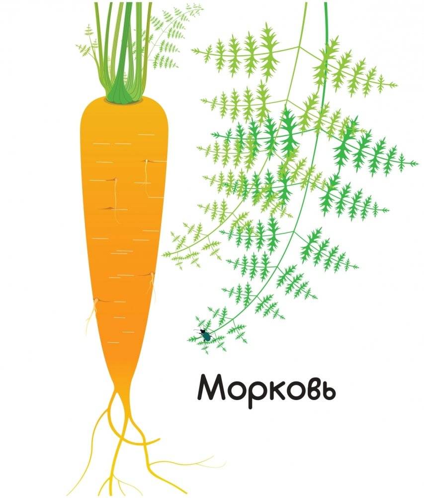 Что за овощ? фото книги 13