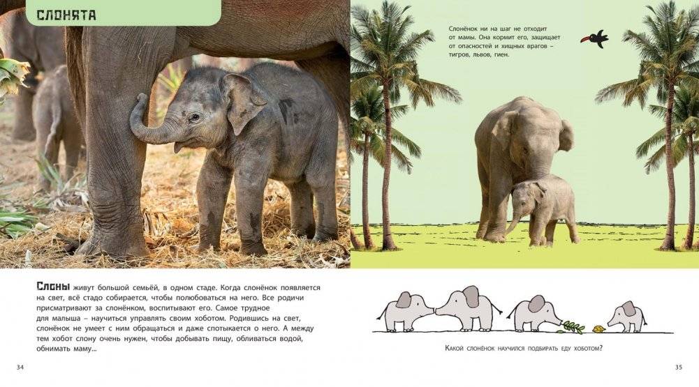 Это мой малыш! Детёныши разных животных фото книги 6