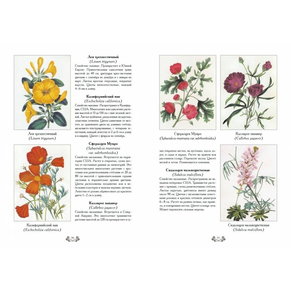 Самые красивые цветы. Дж. Пакстон фото книги 8