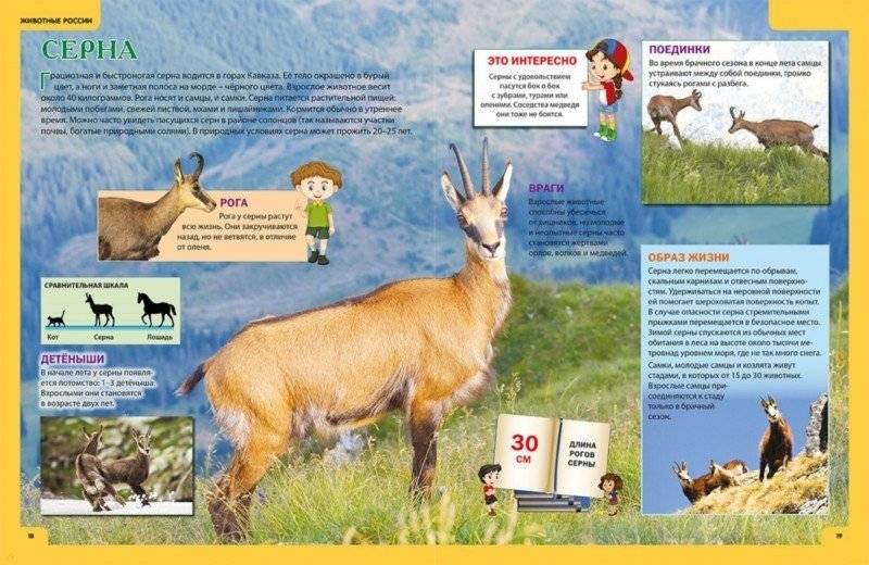 Звери и птицы России. Энциклопедия для детей фото книги 6