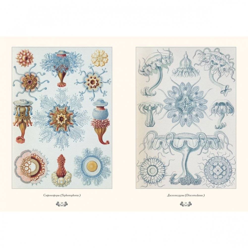 Красота форм в природе фото книги 2