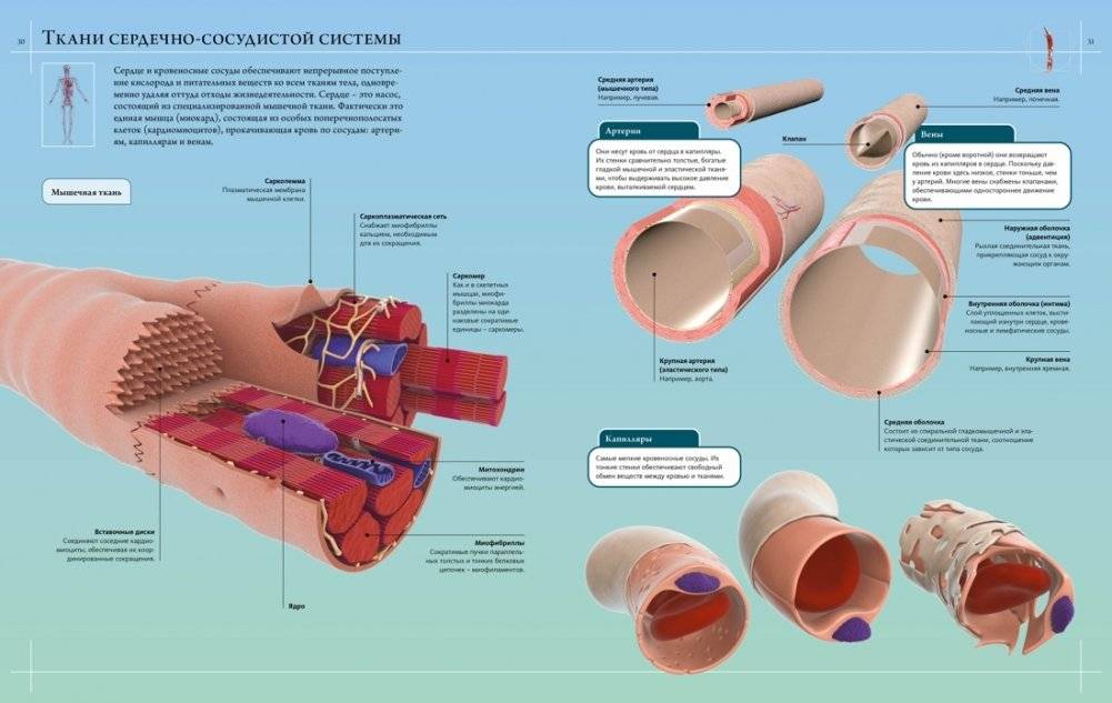 Иллюстрированный атлас. Анатомия человека фото книги 7