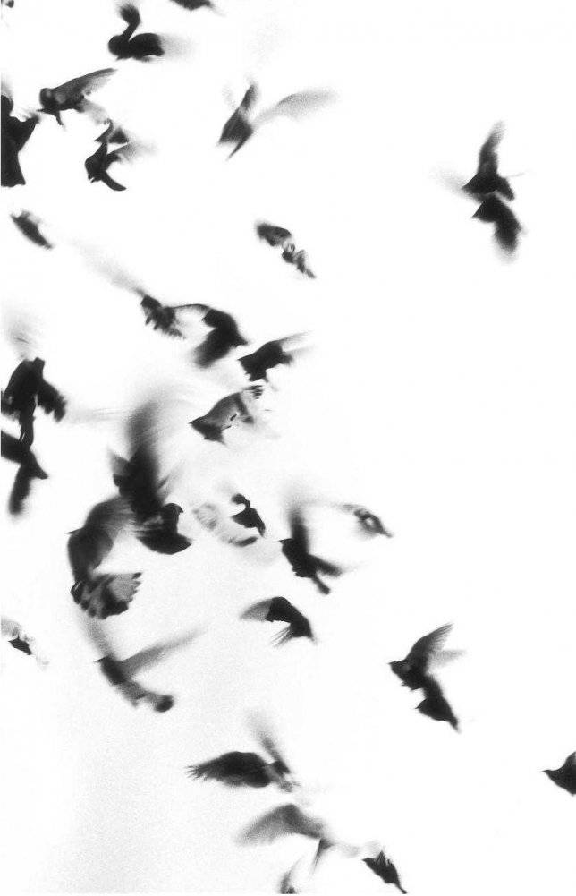 Жутко громко и запредельно близко фото книги 3