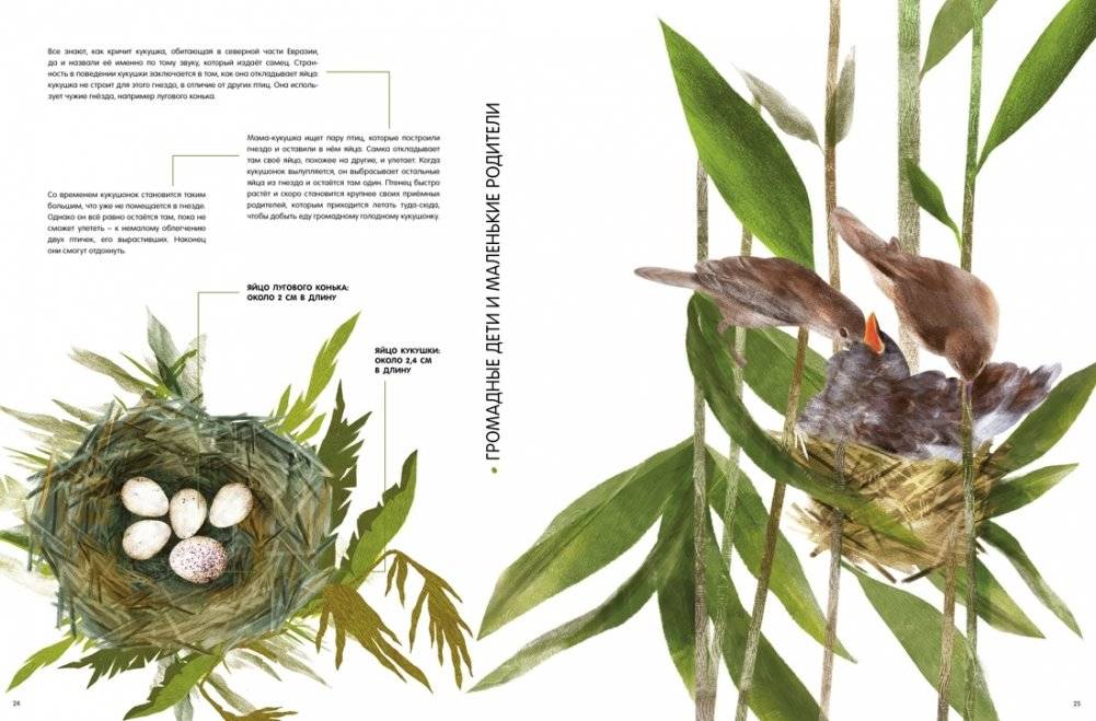 Детёныши животных в натуральную величину фото книги 4