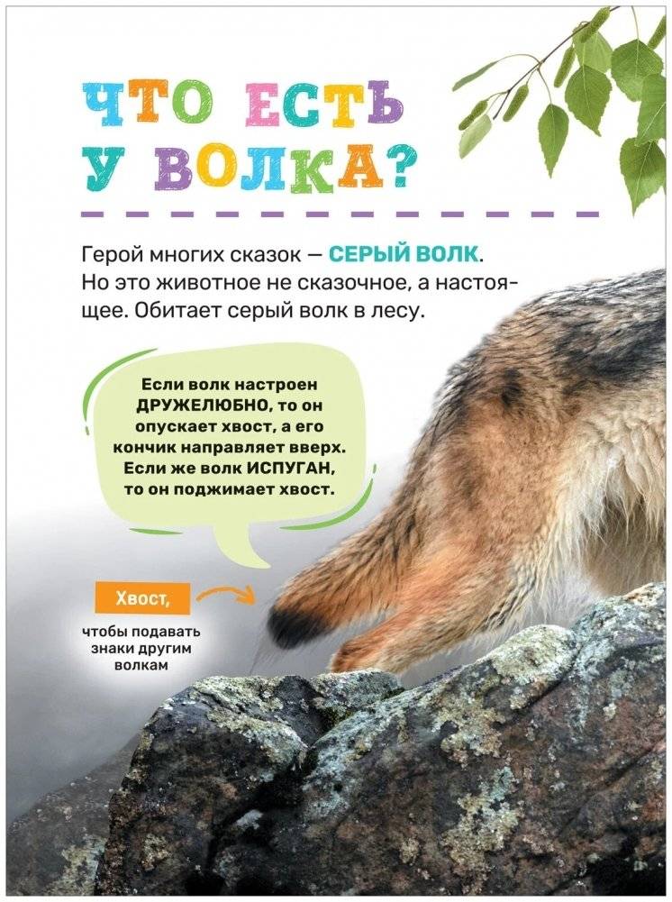 Животные. Первая энциклопедия малыша фото книги 5