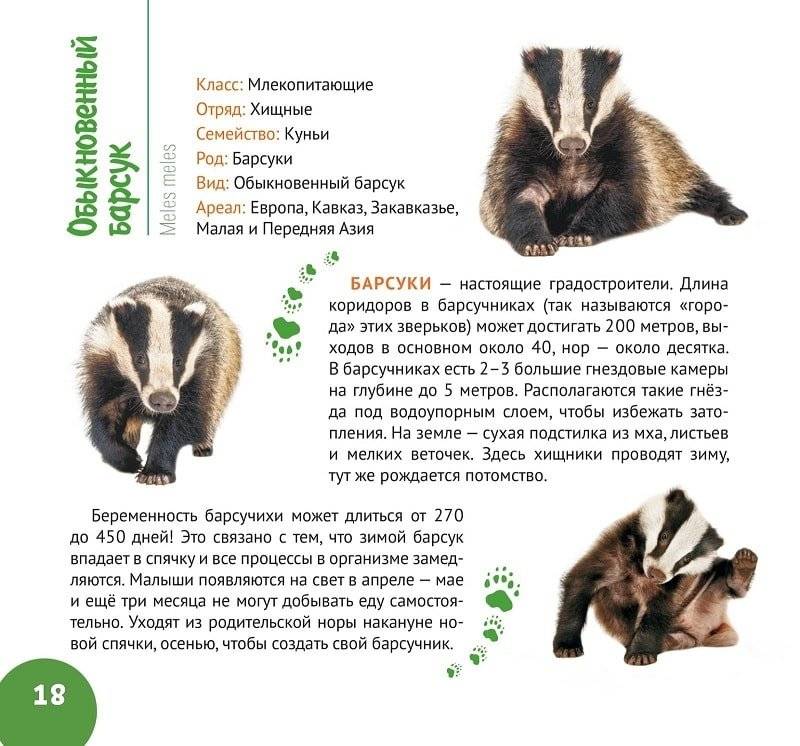 Белорусский лес. Серия «Планета животных» фото книги 5