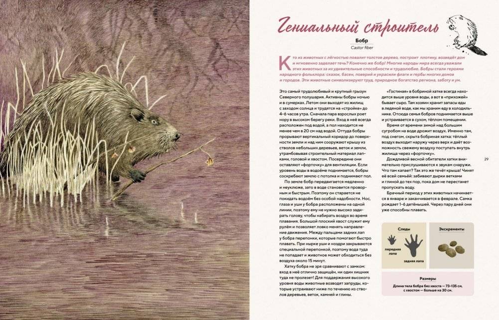 Наши соседи по планете. Рассказы о диких животных фото книги 3