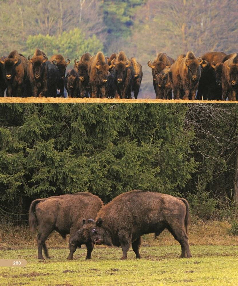 Национальные парки ― жемчужины Беларуси. Нацыянальныя паркі ― жамчужыны Беларусі. National parks ― pearls of Belarus фото книги 14